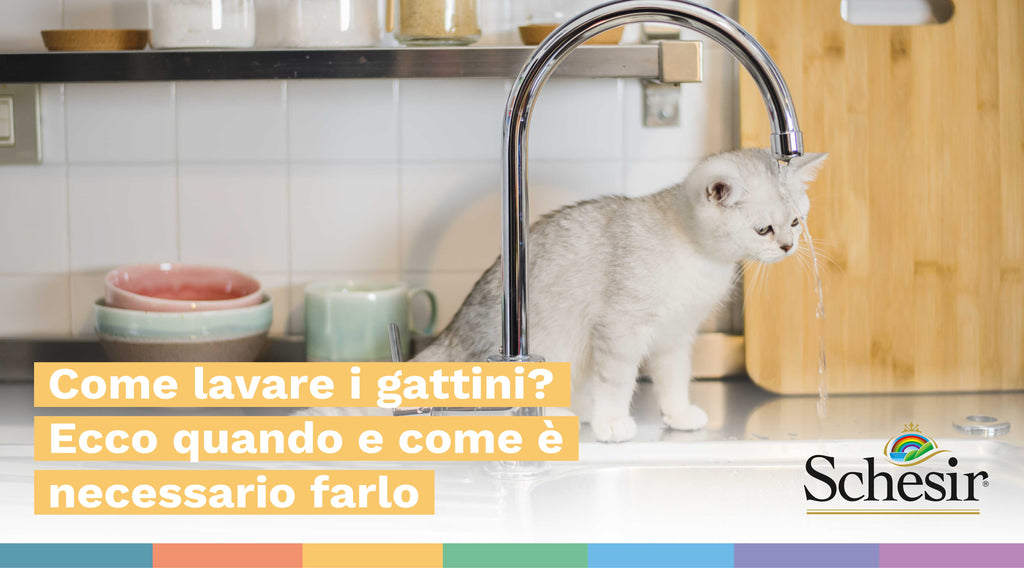 Come lavare i gattini? Ecco quando e come è necessario farlo