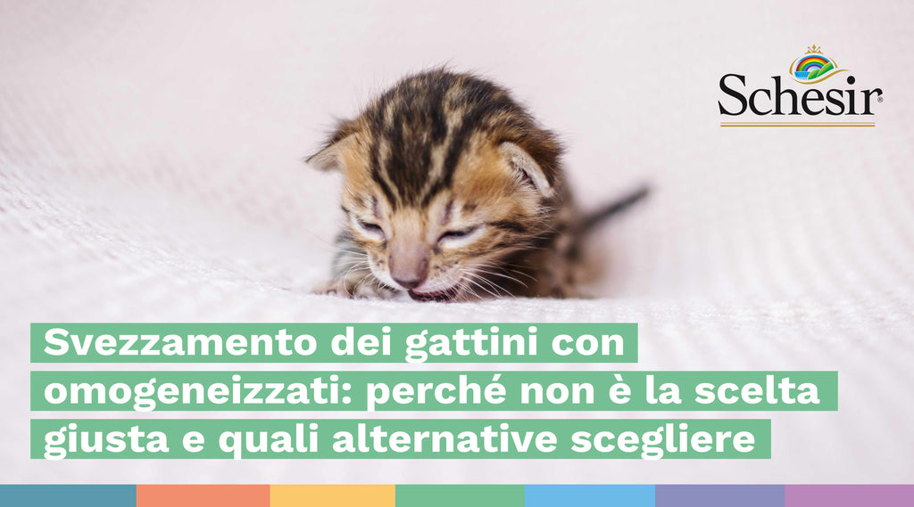 Svezzamento dei gattini con omogeneizzati: perché non è la scelta giusta e quali alternative scegliere