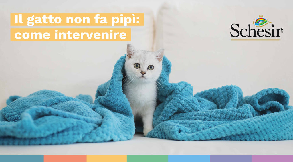 Il gatto non fa pipì: come intervenire