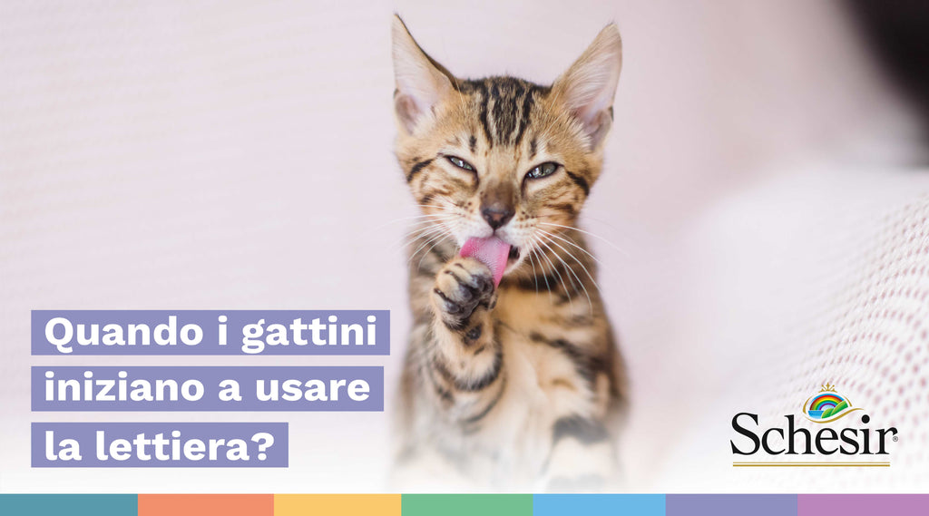 Quando i gattini iniziano a usare la lettiera?