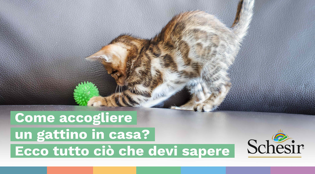 Come accogliere un gattino in casa? Ecco tutto ciò che devi sapere