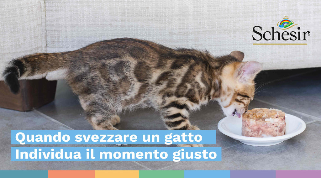 Quando svezzare un gatto? Individua il momento giusto