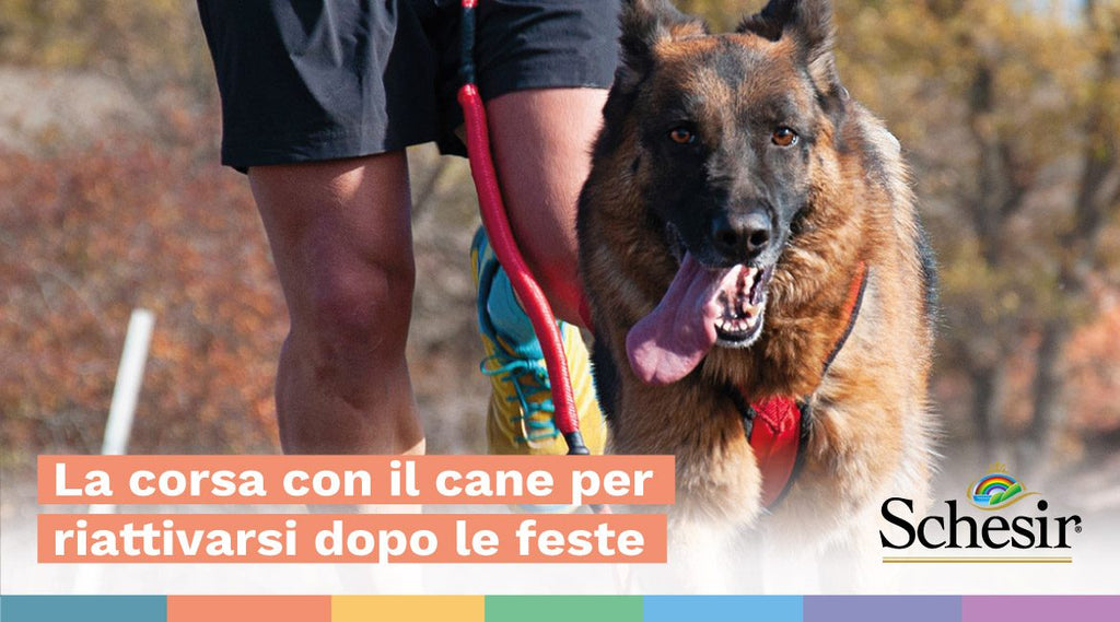 La corsa con il cane per riattivarsi dopo le feste