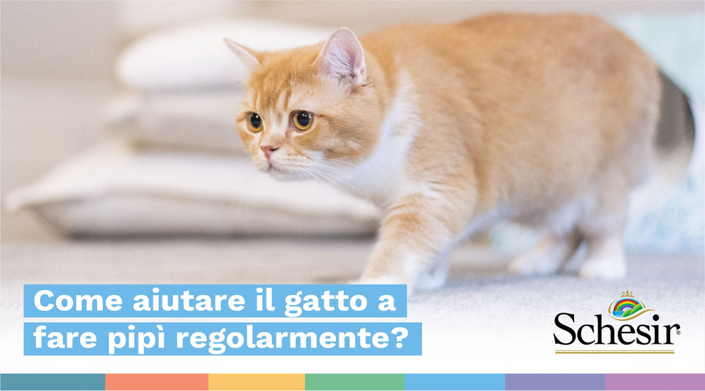 Come aiutare il gatto a fare pipì regolarmente?
