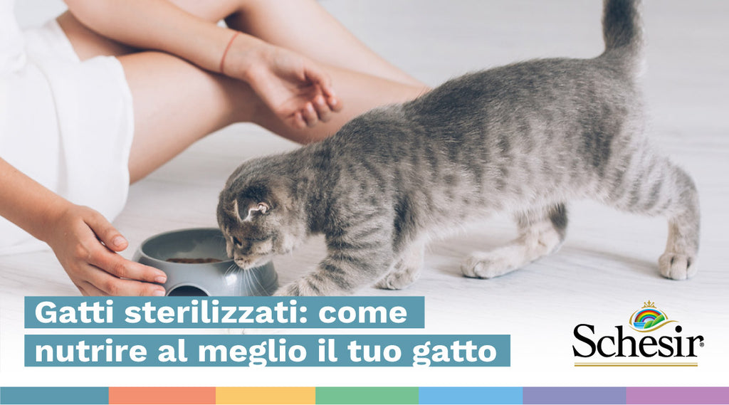 Gatti sterilizzati: come nutrire al meglio il tuo gatto