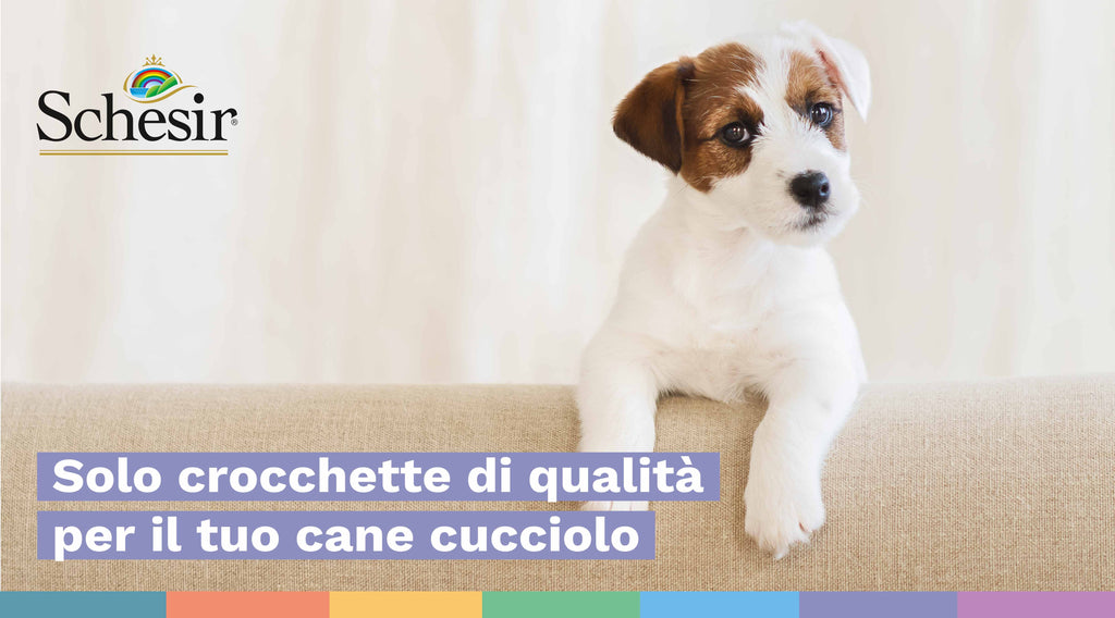 Crocchette per cani cuccioli: consigli per la scelta