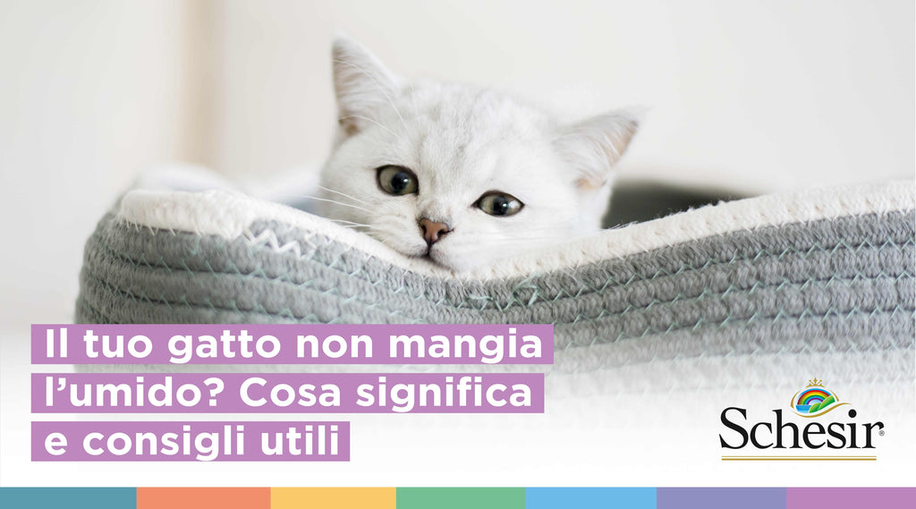 Il tuo gatto non mangia l’umido? Cosa significa e consigli utili