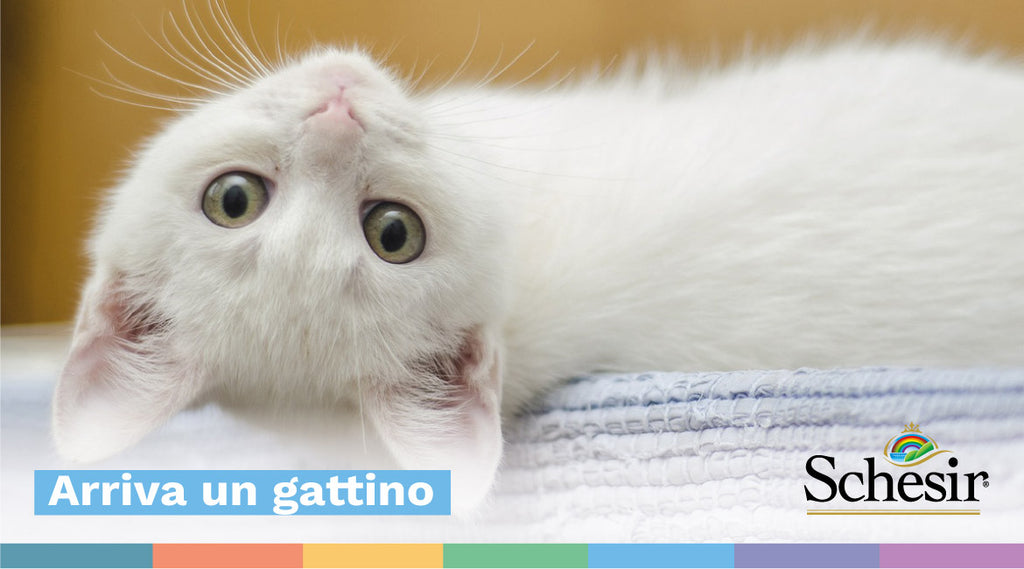 Arriva un gattino