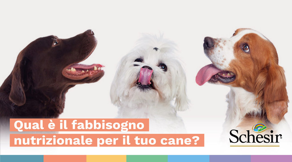 Qual è il fabbisogno nutrizionale per il tuo cane?