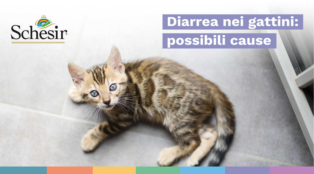 Diarrea nei gattini: possibili cause
