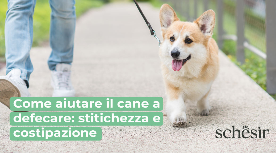 Come aiutare il cane a defecare: stitichezza e costipazione | Schesir Come aiutare il cane a defecare: stitichezza e costipazione | Schesir