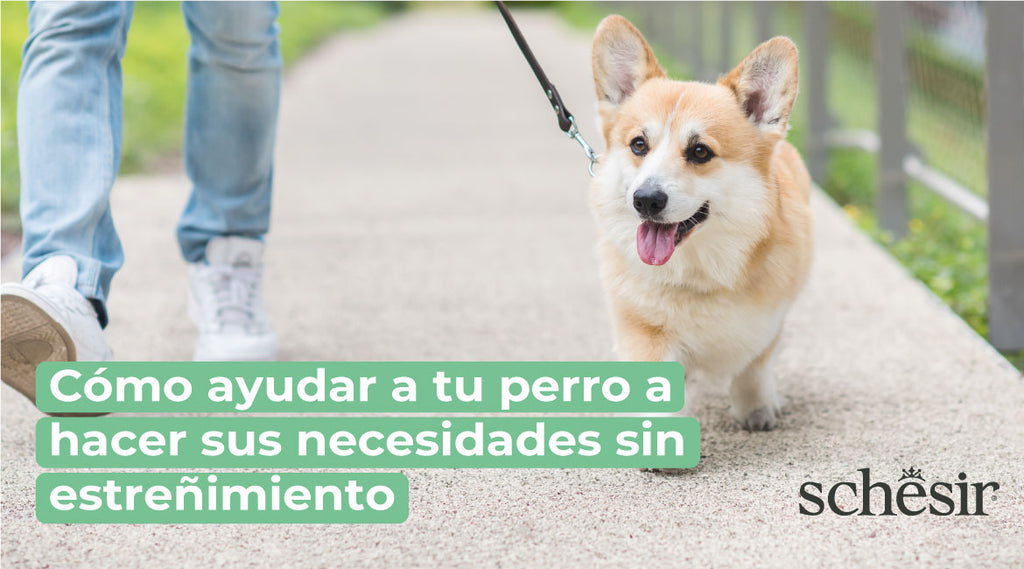 Cómo ayudar a tu perro a hacer sus necesidades sin estreñimiento