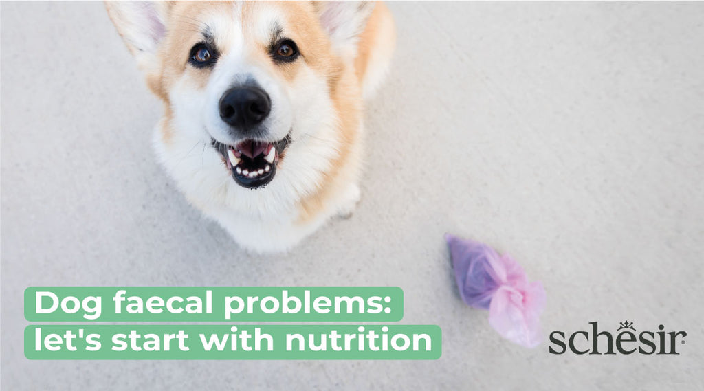 Dog faecal problems: let's start with nutrition