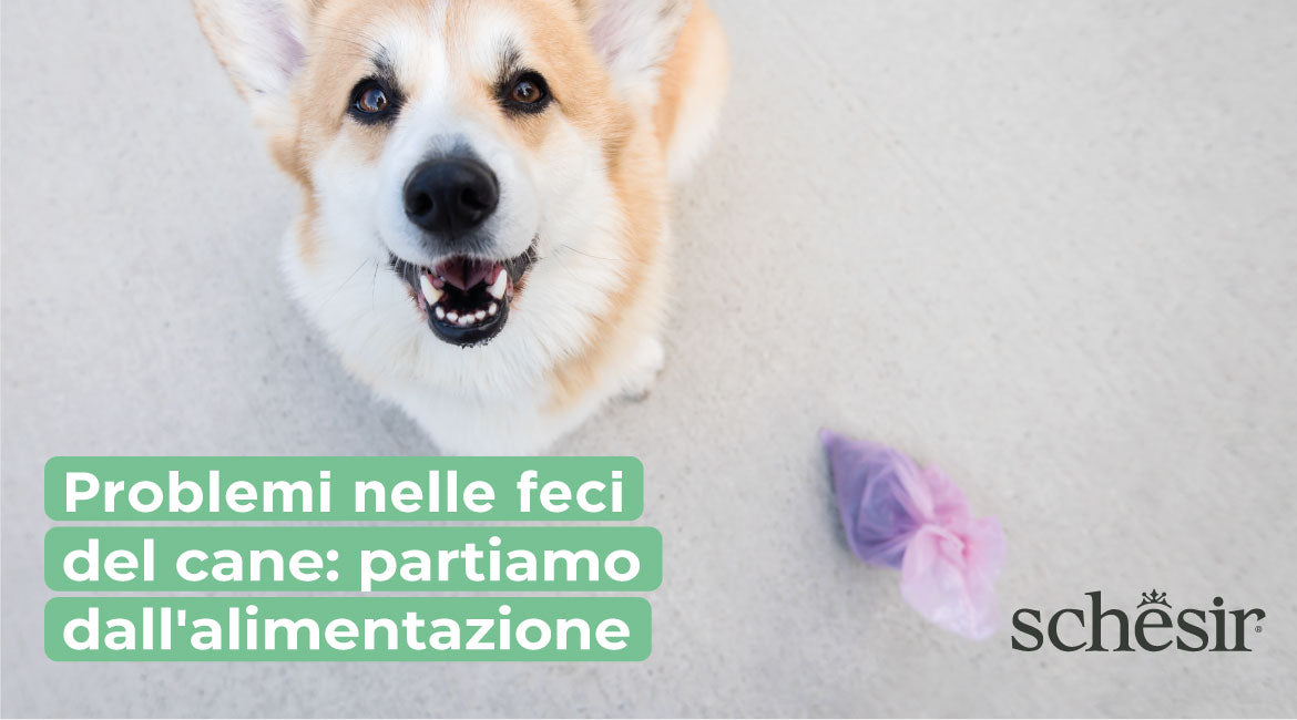 feci cane liquide e scure 💩 Il tuo pet ha spesso diarrea? Il cibo fresco e variato può essere la  soluzione., Troppe volte vedo cani e gatti con feci molli, diarrea  ricorrente o instabilità intestinale… e in molti casi il main image 1