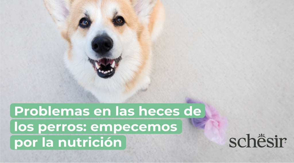 Problemas en las heces de los perros: empecemos por la nutrición