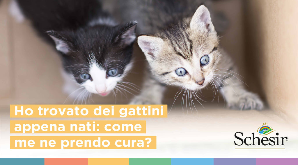Ho trovato dei gattini appena nati: come me ne prendo cura?