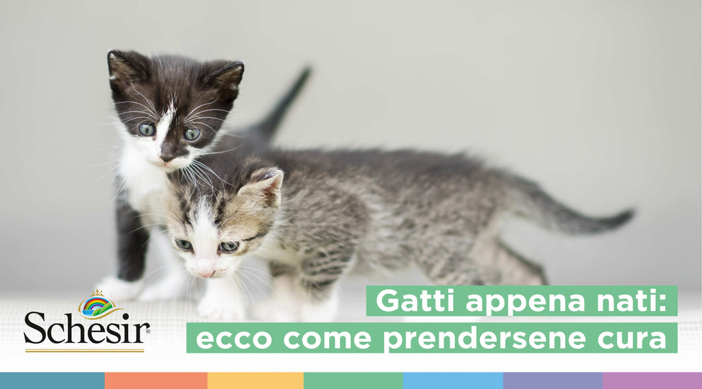 Gattini appena nati: ecco come prendersene cura