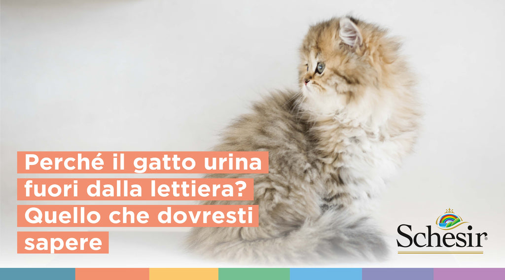 Perché il gatto urina fuori dalla lettiera? Quello che dovresti sapere