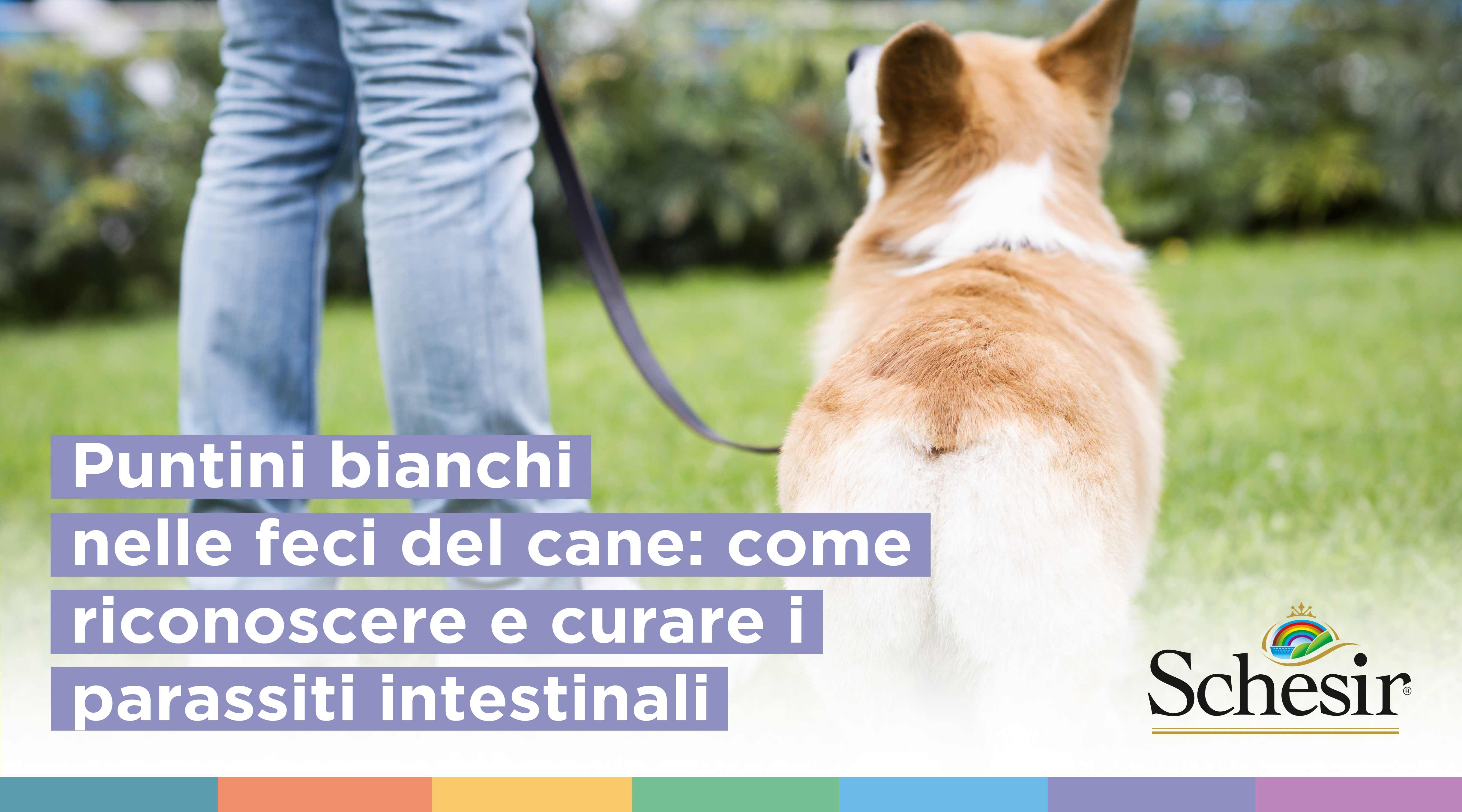 Puntini bianchi nelle feci del cane: cosa fare? | Schesir Puntini bianchi nelle feci del cane: cosa fare? | Schesir