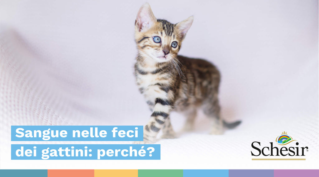 Sangue nelle feci dei gattini: perché?