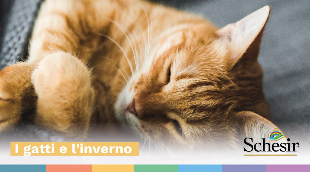 I gatti e l'inverno