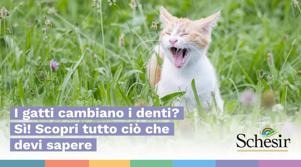 I gatti cambiano i denti? Sì! Scopri tutto ciò che devi sapere