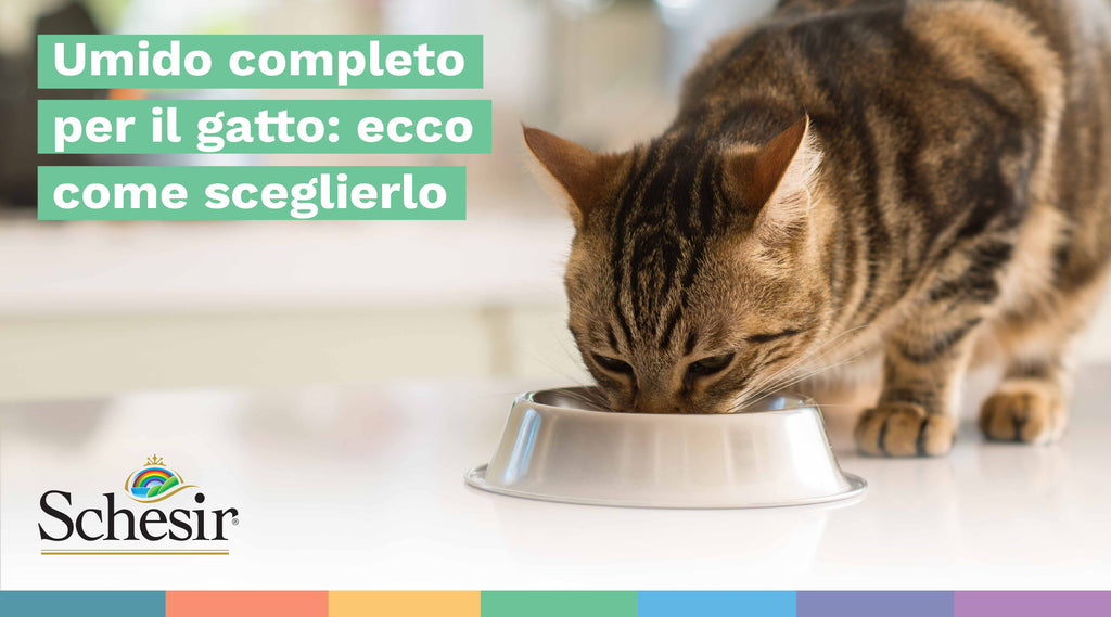 Umido completo per il gatto: ecco come sceglierlo