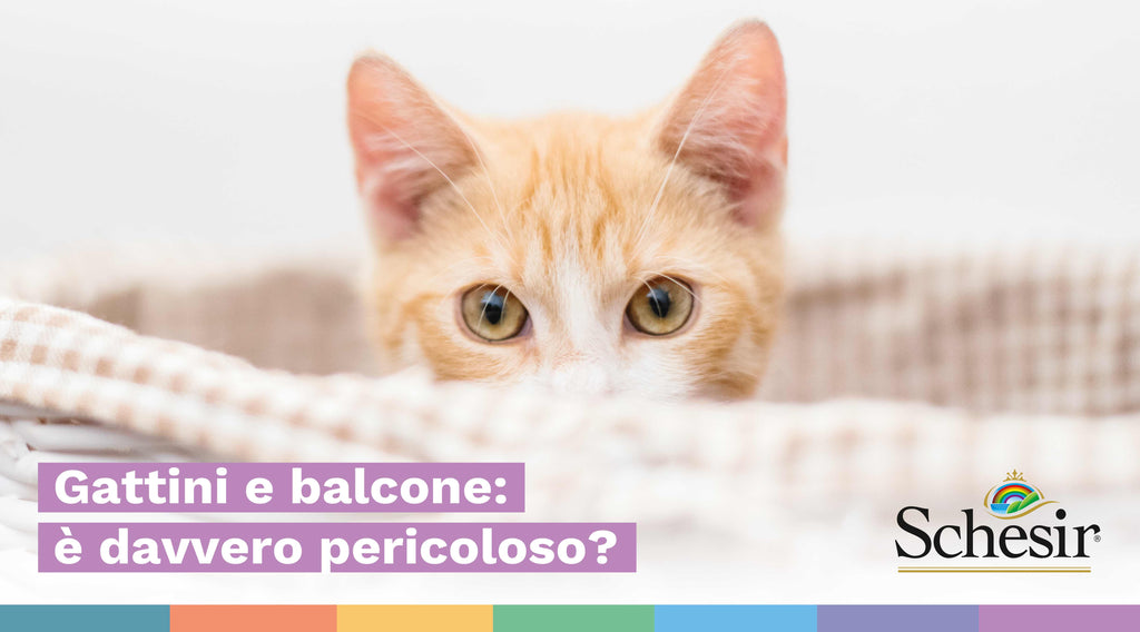 Gattini e balcone: è davvero pericoloso?