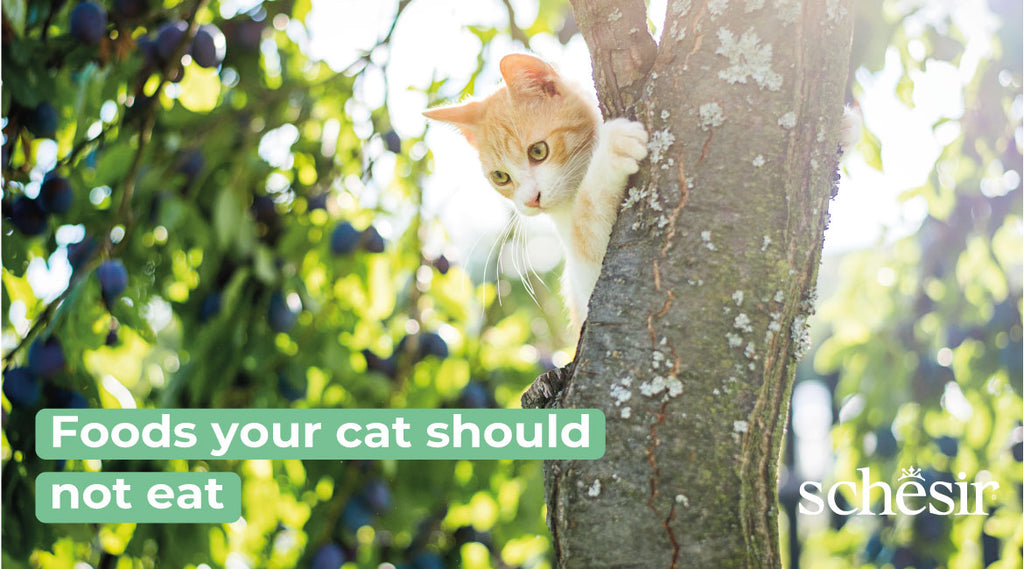 Foods your cat should NOT eat