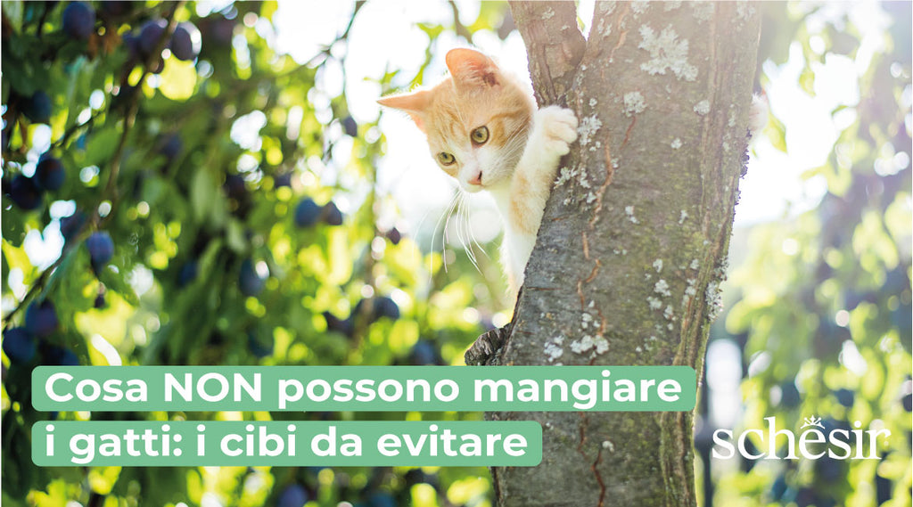 Cosa NON possono mangiare i gatti: i cibi da evitare