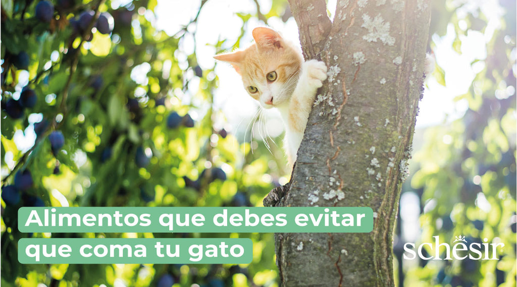 Alimentos que debes EVITAR que coma tu gato