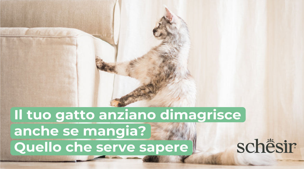 Does your elderly cat lose weight, even if it eats normally? Here's what you need to know