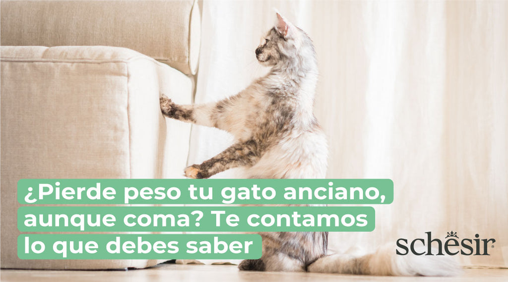 ¿Pierde peso tu gato anciano, aunque coma? Te contamos lo que debes saber