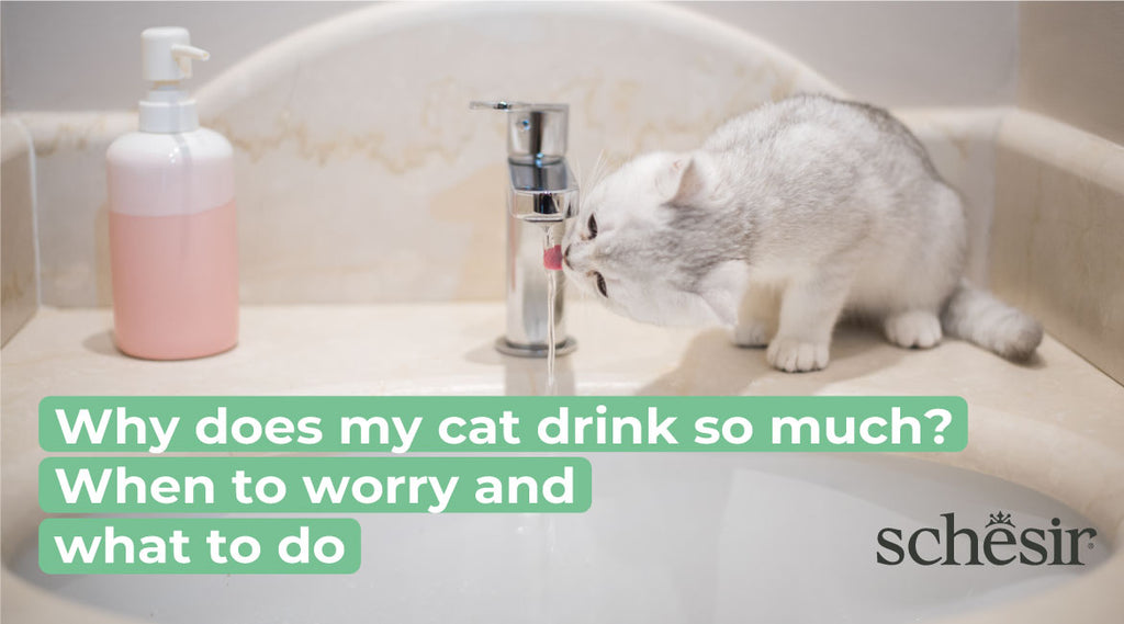 Why does my cat drink so much? When to worry and what to do