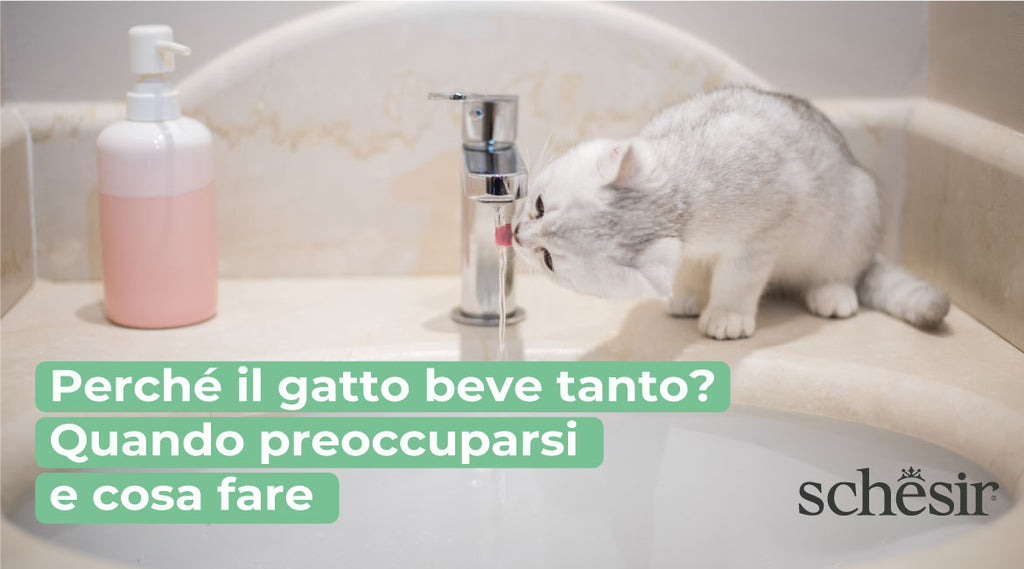 Perché il gatto beve tanto? Quando preoccuparsi e cosa fare