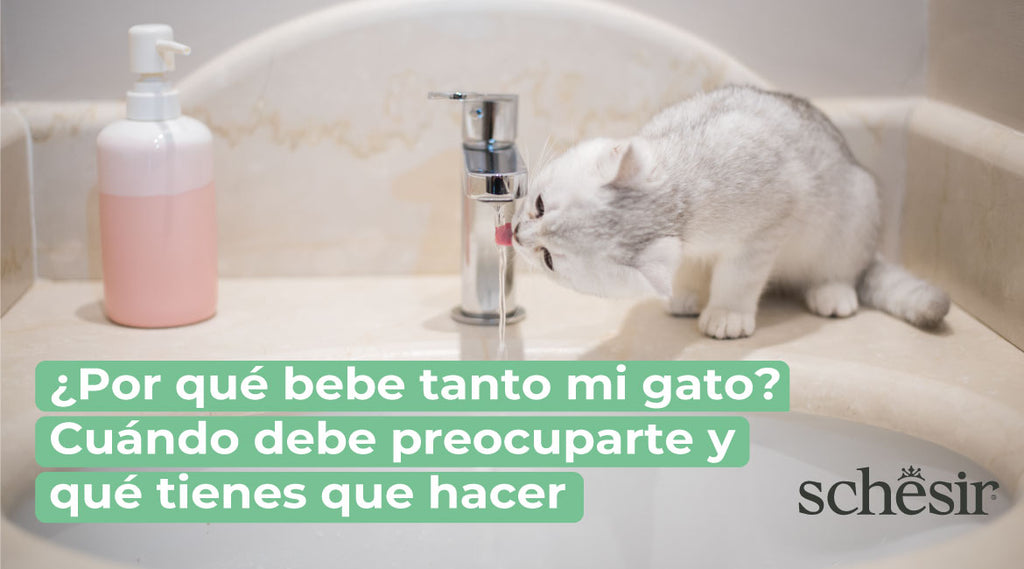 ¿Por qué bebe tanto mi gato? Cuándo debe preocuparte y qué tienes que hacer