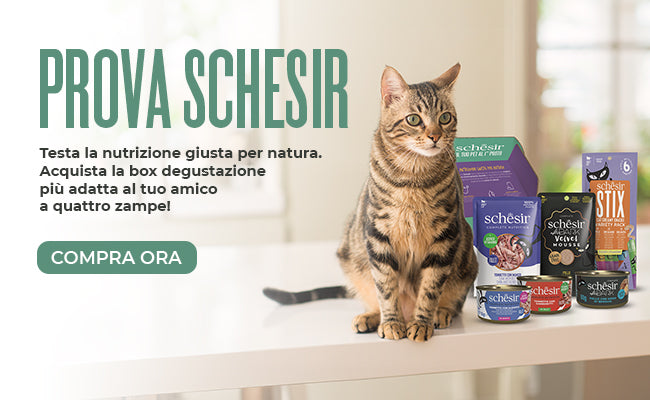 Schesir