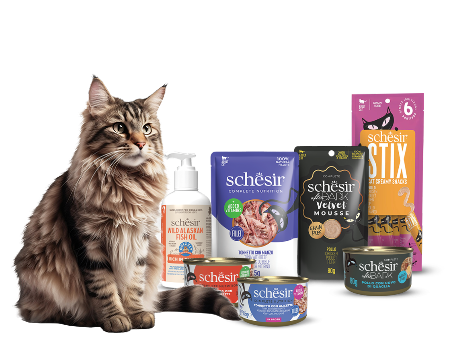 Schesir Kattenvoer Kitten 3-12 Tonijn/Aloe Gelei 85 gr Schesir Kattenvoer Kitten 3-12 Tonijn/Aloe Gelei 85 gr