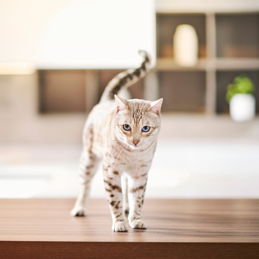 Ciotola Per Cibo Secco E Umido Ciotola Elettronica Per Alimenti Secchi E Umidi Bimar CANE GATTO Da Shippo Pasti Caldi E Gatto Ospitale