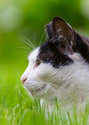 Schesir - Nourriture Humide Pour Chat Au Thon Et Jambon En Gelée - 8 Boîtes De 140g - Ingrédients 100% Naturels, Sans Cruauté - 8