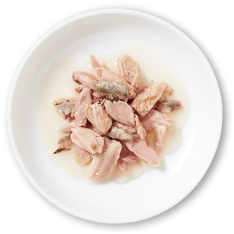 Schesir, Comida húmeda para Gatos Adultos, Sabor bacoreta con anchoas en  gelatina Blanda - Total 2 kg (24 latas monodosis x 85 gr) : :  Productos para mascotas